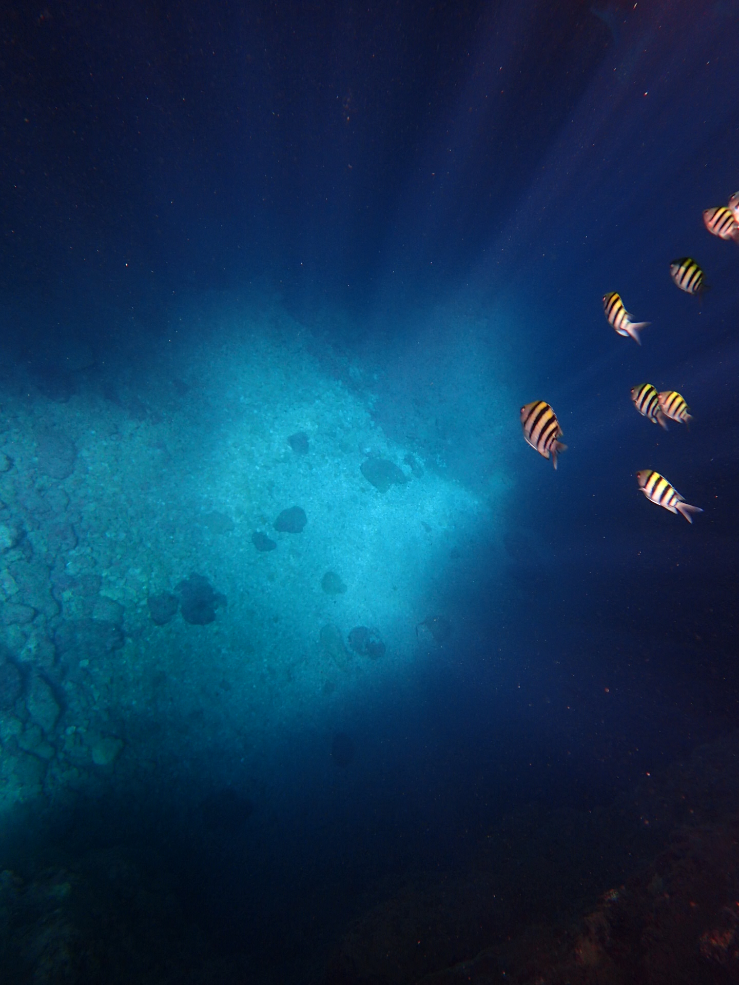 沖縄の青の洞窟にはお魚がたくさん泳いでいる
