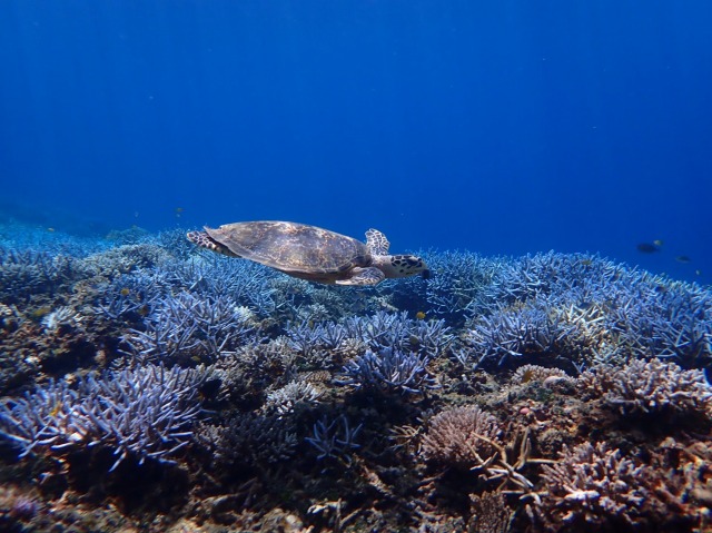 バラス島周辺の海で泳ぐウミガメ