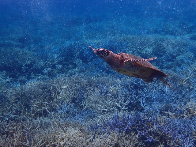 西表島近くのバラス島ではウミガメに出会えることも