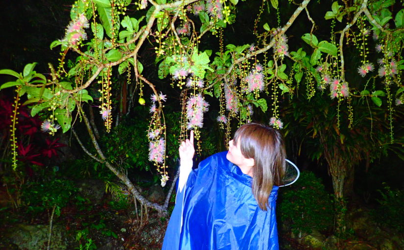 宮古島の湿地帯に自生するサガリバナを鑑賞