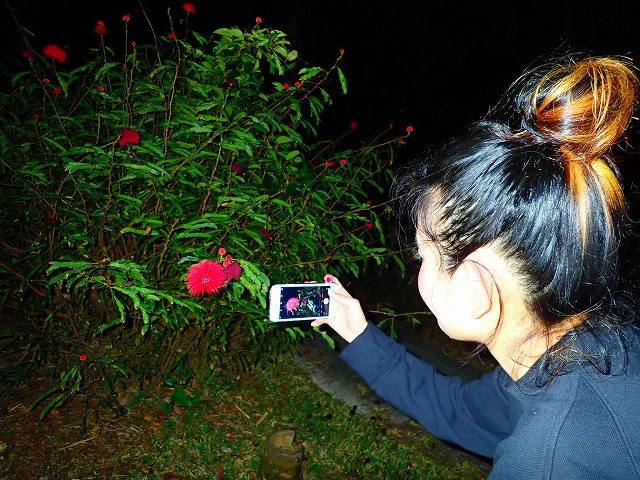 西表島の亜熱帯植物を撮影中の女性