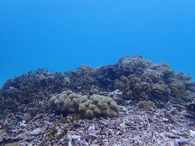 ルリスズメダイのいる中の島ビーチ