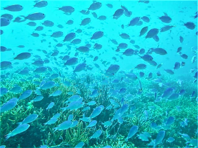 海水魚の群れと海