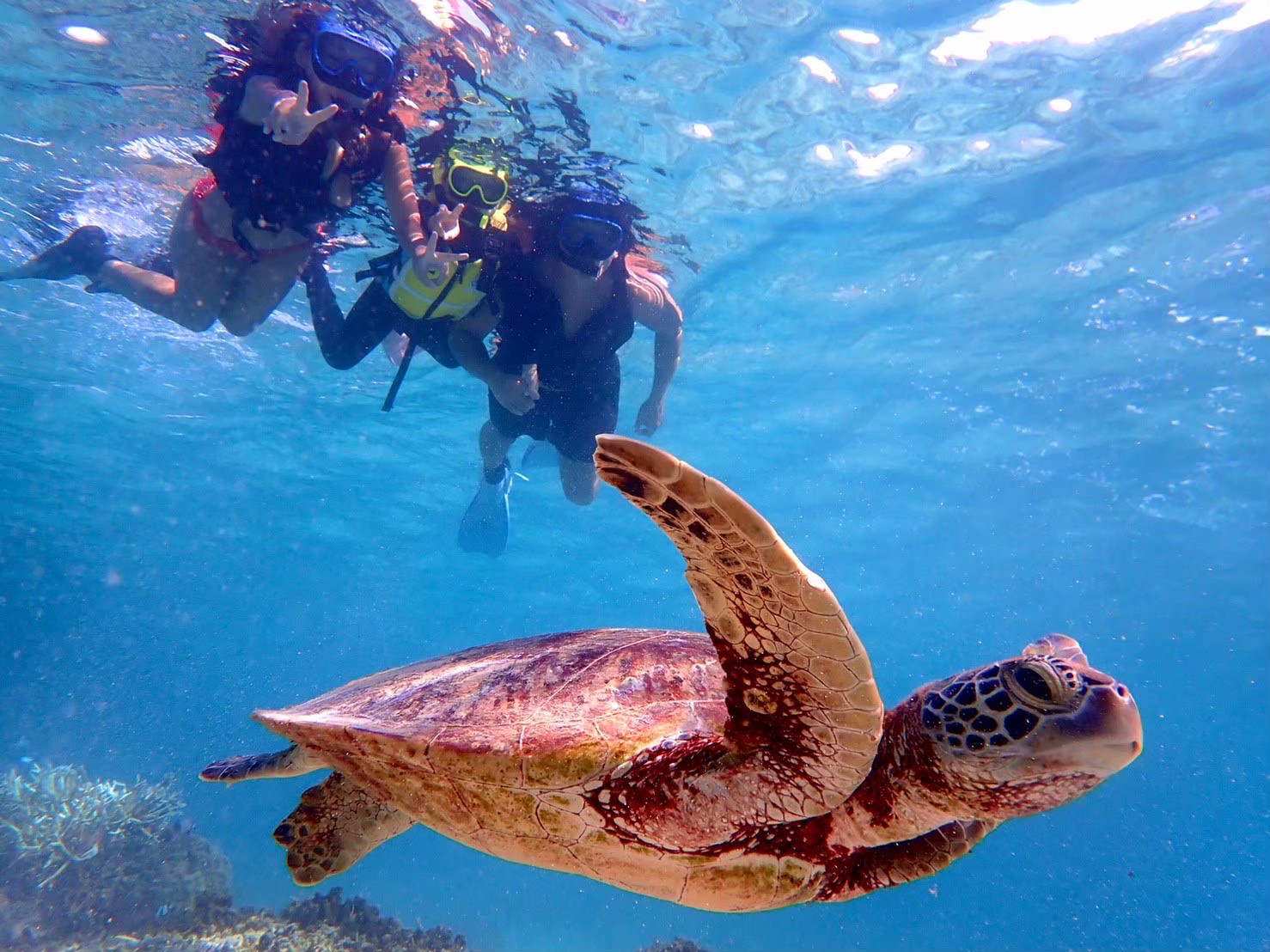 Miyako Island Turtle Snorkeling e mi 023 Okinawa Trip Okinawa s miyako-island-turtle-snorkeling-e-mi-023-okinawa-trip-okinawa-s