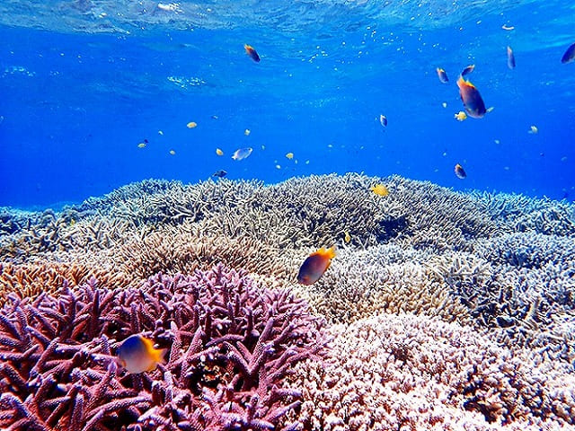 枝サンゴと海水魚