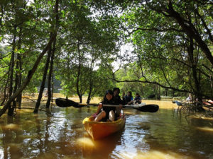 アーチ状のマングローブ川をカヌーで体験