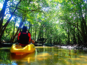 西表島のカヤック(カヌー)ツアーでマングローブの中を森林浴