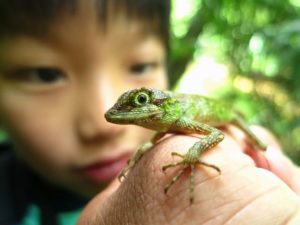 西表島で亜熱帯動物と触れ合う子供