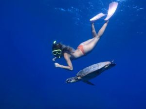 黒島周辺の海でウミガメと一緒にシュノーケル