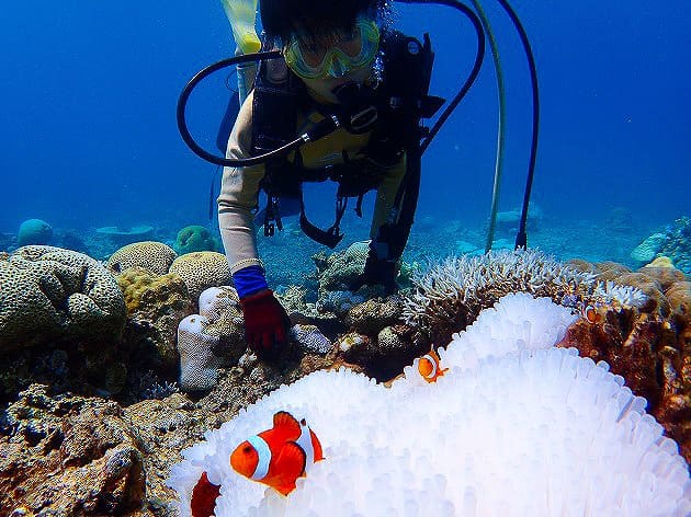 西表島の海でダイビング