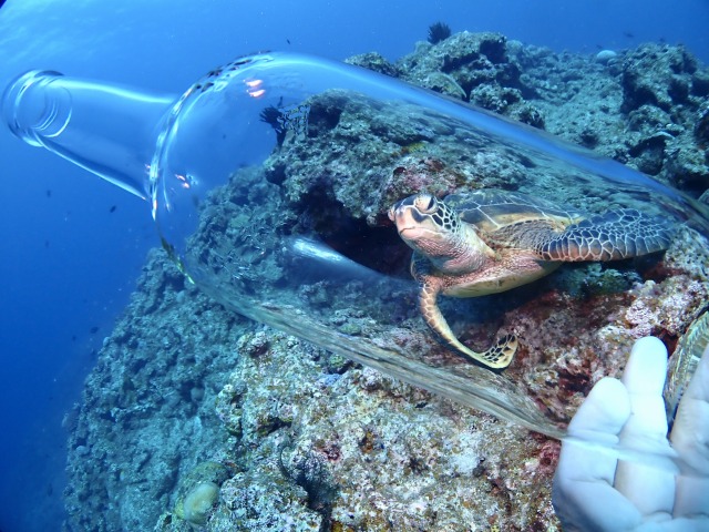 石垣島のシュノーケルツアーで見られるウミガメ体験