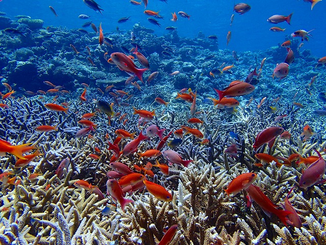 八重干瀬のカラフルサンゴと熱帯魚