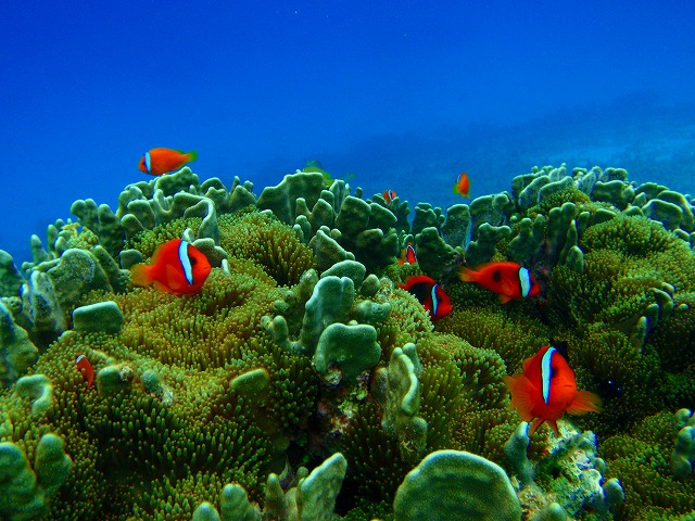 八重干瀬の熱帯魚達