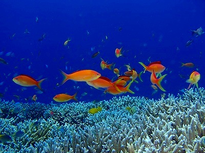 宮古島の海に生息するカラフルな珊瑚礁