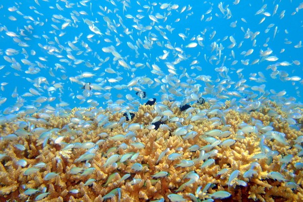 100種類以上のカラフル熱帯魚