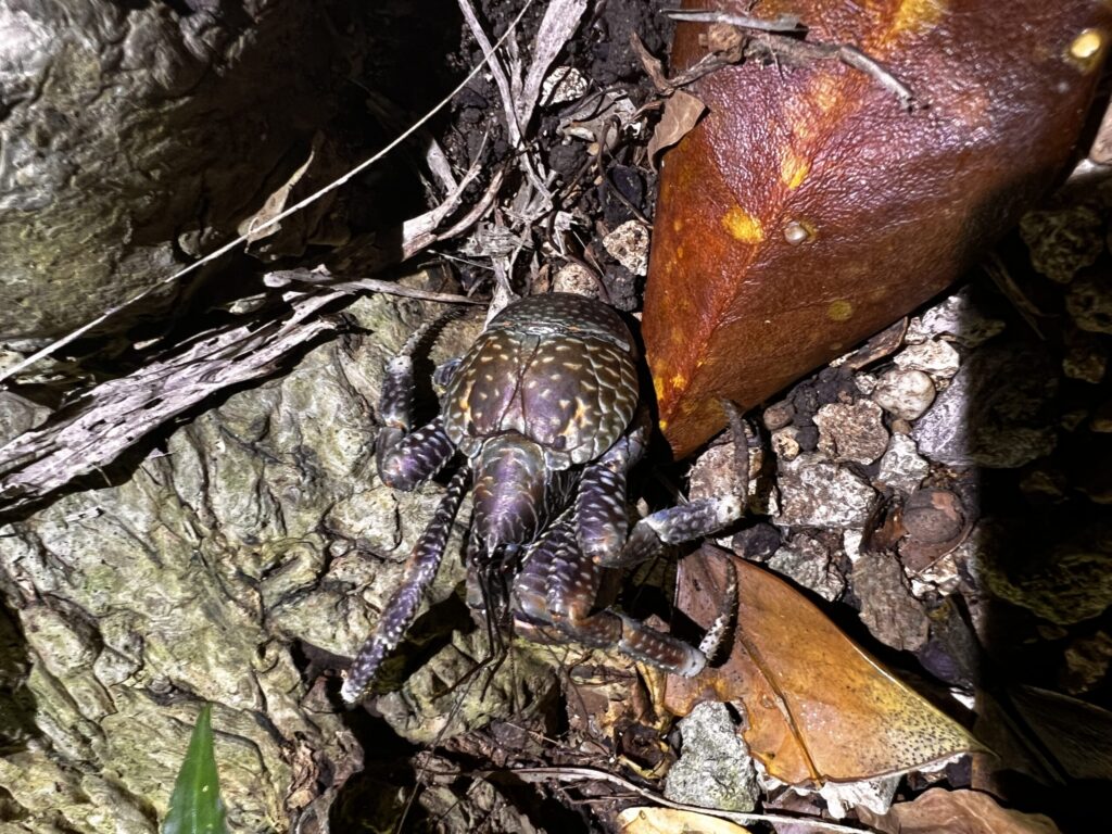 What attracts many tourists is the coconut crab, a giant crab found only in the subtropical zone!