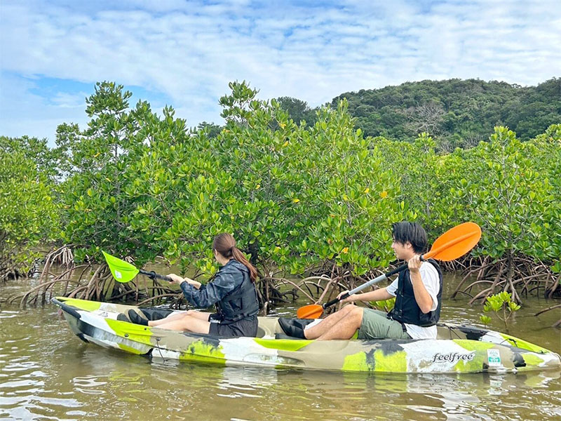 The Mysterious World of Mangrove Forests
