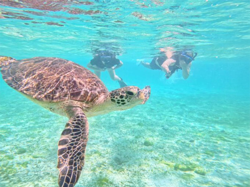 Snorkeling at the miraculous "Barasu Island"