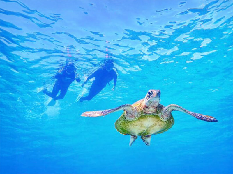Snorkeling at the miraculous "Barasu Island