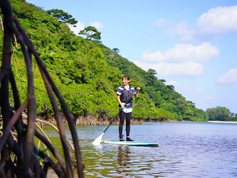 Lush mangrove forests, creatures you can encounter in the jungle at night,