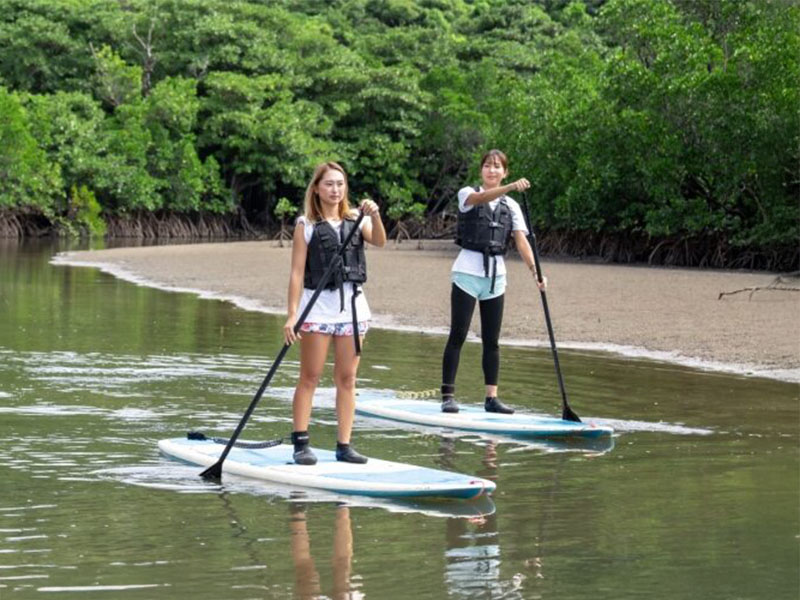 Cruising in mangrove forests