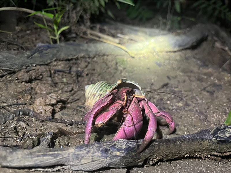 Thrilling and Exciting Jungle Night Tour