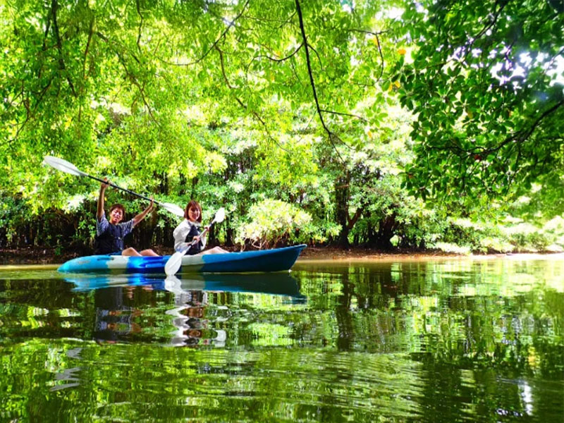 Mangrove forests: Healing moments in a natural paradise of tranquility
