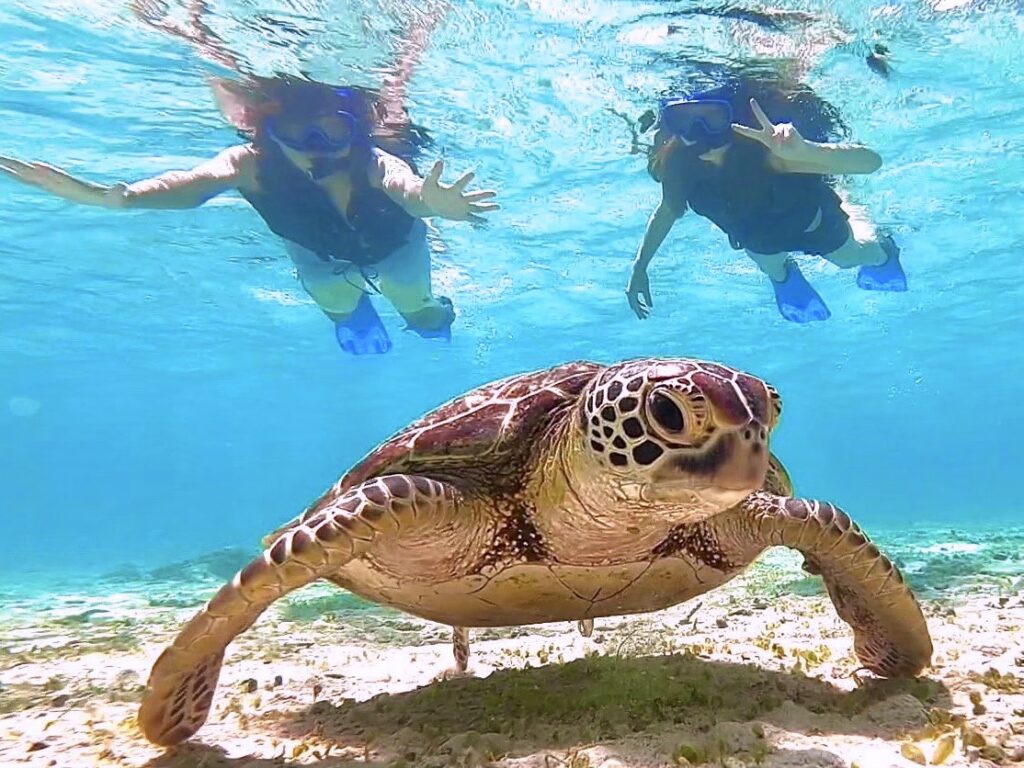 SUP & Sea Turtle Snorkeling