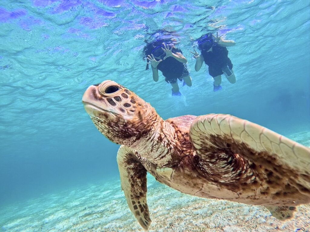 we will move on to a spot where sea turtles are said to be almost certain to appear