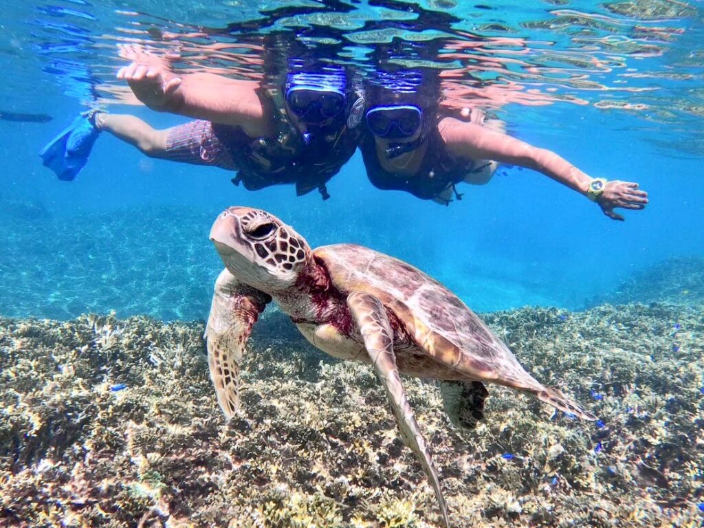 First of all, an experienced guide will give you a thorough lecture so that you can snorkel with confidence