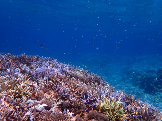 シュノーケリングツアーで見られる海