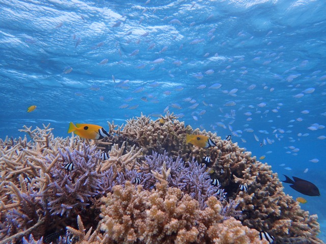 小浜島のシュノーケリングで見られる熱帯魚