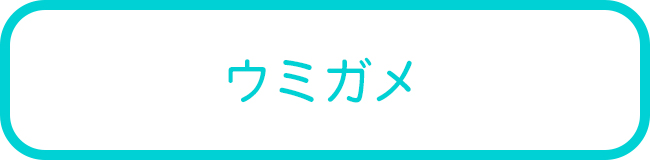 石垣島のウミガメダイビングツアー一覧