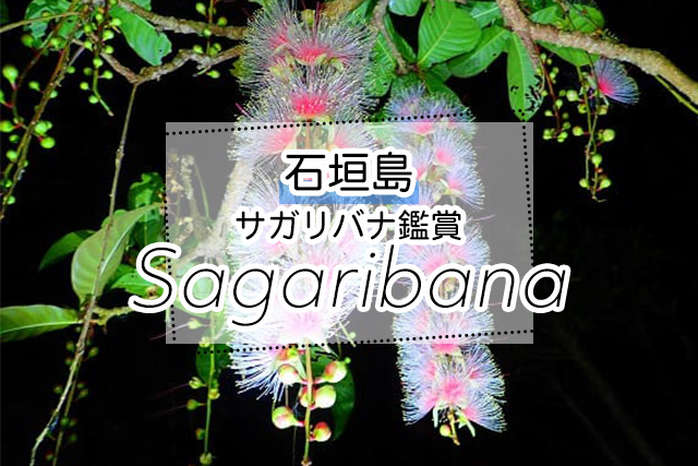 石垣島のサガリバナ鑑賞ツアー