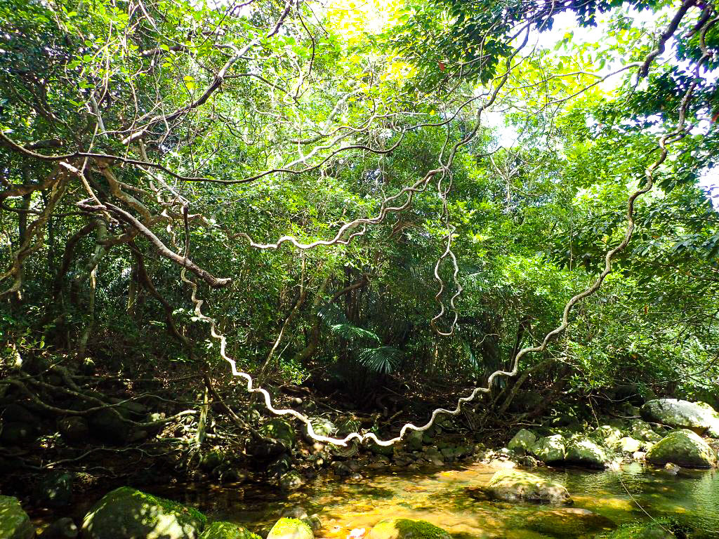 西表島のモダマ池