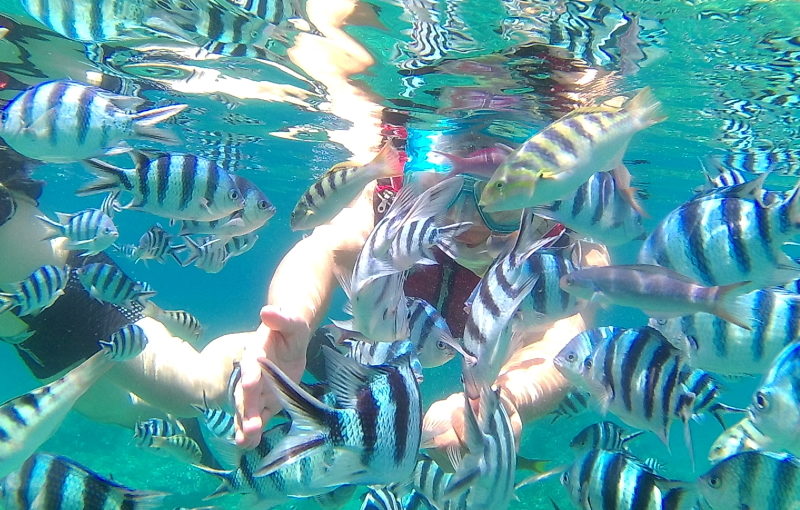 沖縄の国頭村の海では魚の群れと泳ぐこともできる