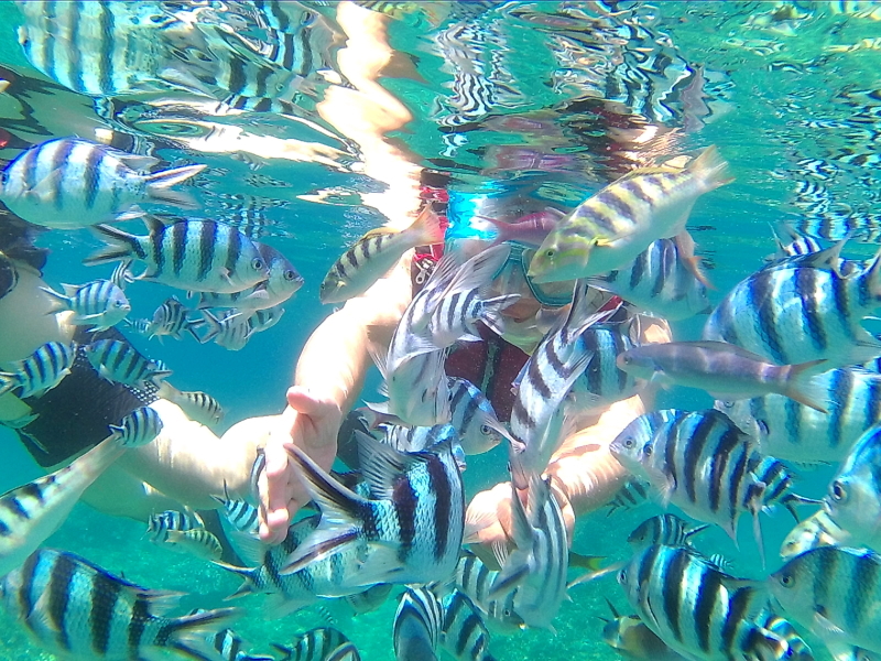 沖縄の国頭村の海では魚の群れと泳ぐこともできる