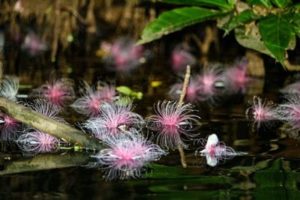 夜明け前のサガリバナの花