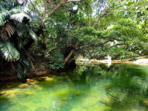 西表島のモダマ池