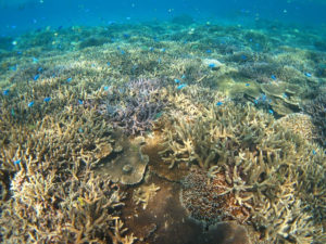 カラフルサンゴいっぱいの石垣島の海