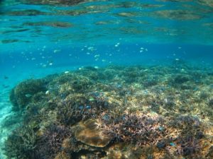 カラフルサンゴいっぱいの石西礁湖