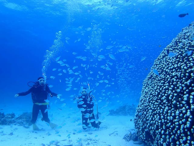 ダイビングをしながら海水魚と戯れる