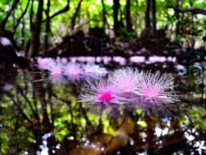 ピンクの花が美しいサガリバナ