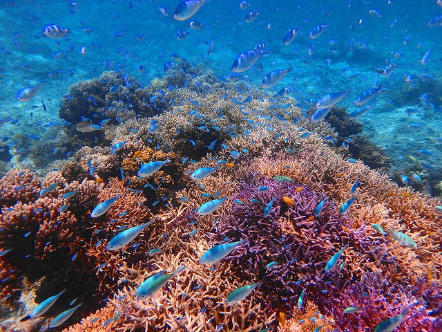 カラフルなサンゴ礁と海水魚
