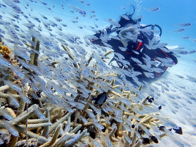 西表島でダイビングをして魚に囲まれている