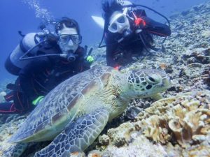 宮古島のウミガメ体験ダイビング