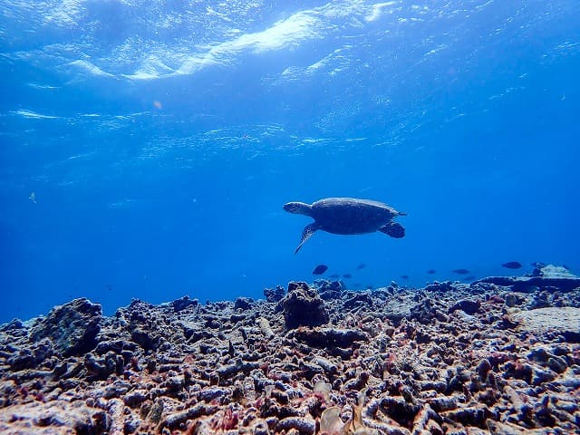 バラス島周辺でウミガメシュノーケリング