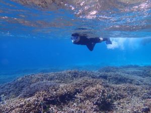 西表島の海でシュノーケリングをする人