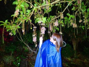 石垣島のサガリバナを鑑賞する女性