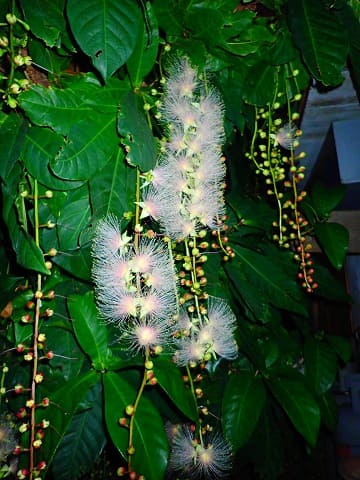 今にも落ちそうなサガリバナの花